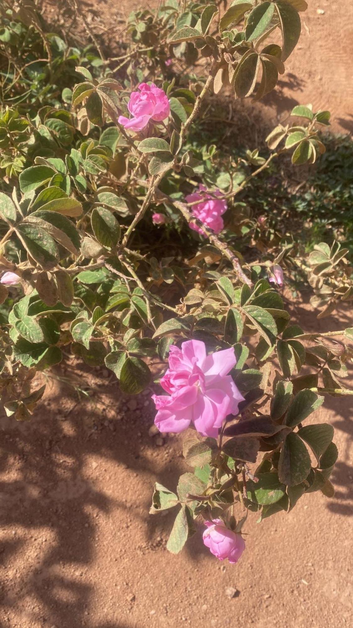 Dar Mgouna Roses Kelaat-M'Gouna 외부 사진