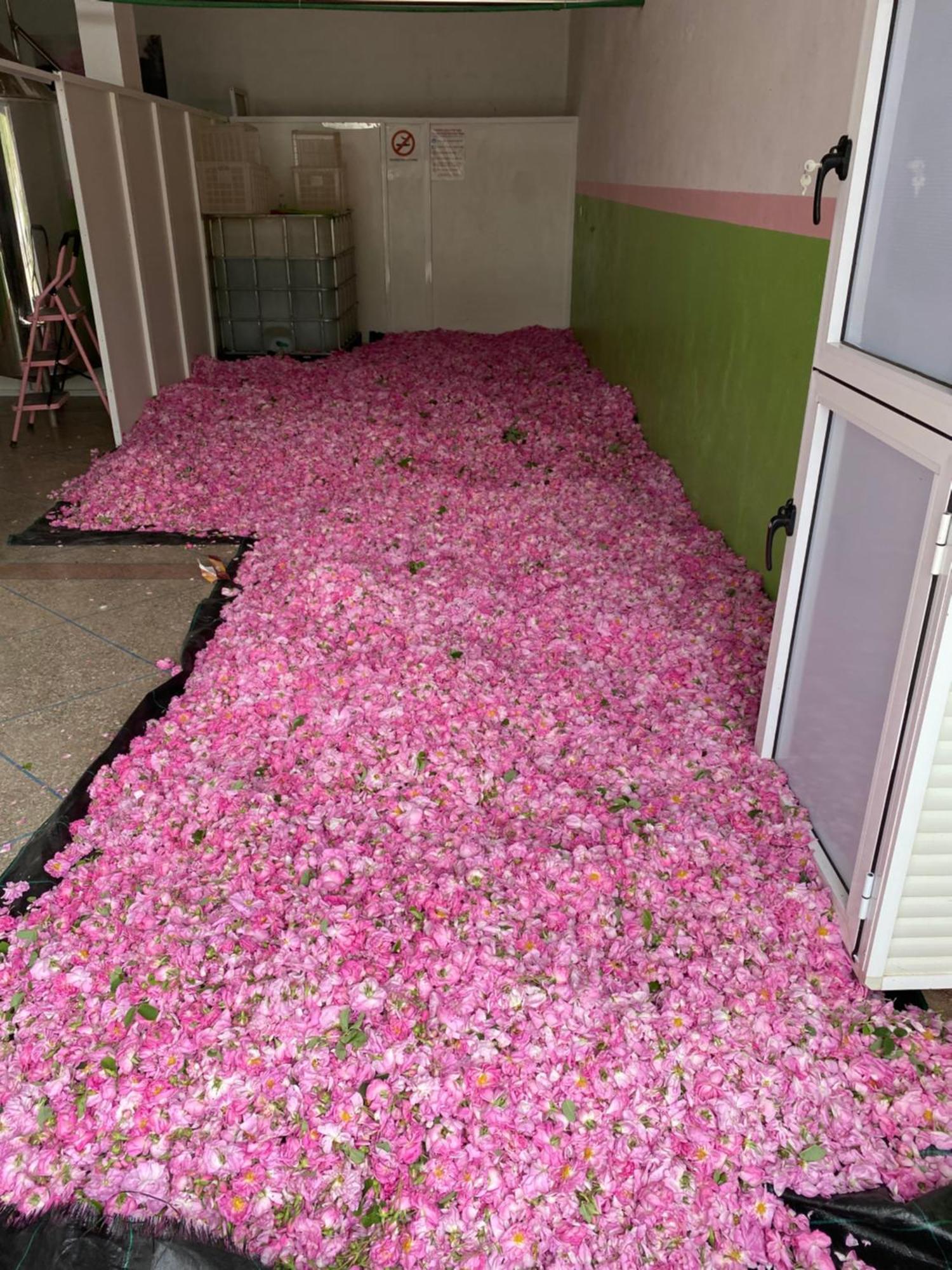 Dar Mgouna Roses Kelaat-M'Gouna 외부 사진
